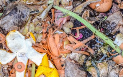 Food Waste Reduction Tips